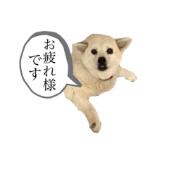 [LINEスタンプ] ぼー 敬語