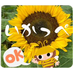 [LINEスタンプ] かわいく茨城弁8ひまわりいっぱい日常便利