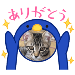 [LINEスタンプ] はぎも3ニャンズ