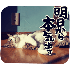 [LINEスタンプ] ねこねこいっしょ2