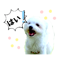 [LINEスタンプ] 愛犬モコパール(写真)