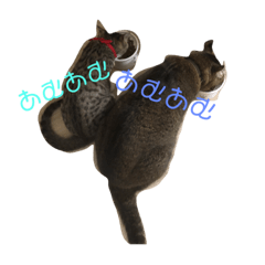 [LINEスタンプ] とらさば ねこ組 第二弾