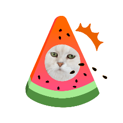 [LINEスタンプ] うちの猫ちゃん＆うちの犬