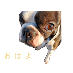 [LINEスタンプ] ボストンテリアなど