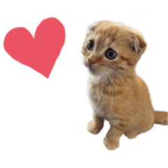 [LINEスタンプ] はちみつねこすたんぷ