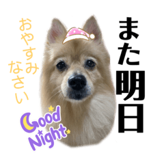 [LINEスタンプ] デカデカ文字 ポメや保護犬