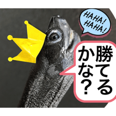 [LINEスタンプ] 生き物達×クサガメのシラ！