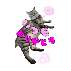 [LINEスタンプ] サバトラ猫のかんた 改訂版