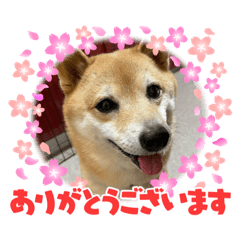 [LINEスタンプ] 柴犬 こまめ