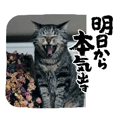 [LINEスタンプ] わたしのねこは気まぐれです第2だん