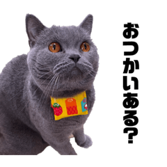 [LINEスタンプ] 猫で伝える日常3