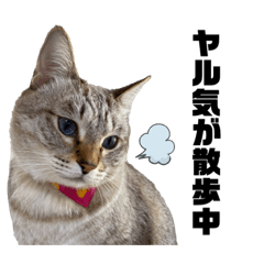 [LINEスタンプ] 毎日つかえる！猫たちが伝える日常会話