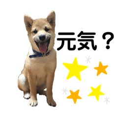 [LINEスタンプ] しばいぬのやまと