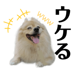 [LINEスタンプ] みんな一緒に①！巨大ポメラニアンと黒猫
