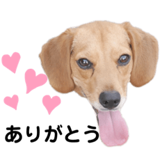 [LINEスタンプ] ビーグルきなくる