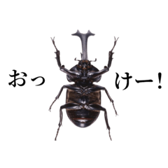 [LINEスタンプ] ヘラクレス＆カブトムシ