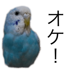 [LINEスタンプ] インコーズ2