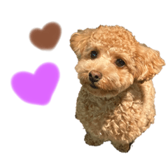 [LINEスタンプ] トイプードルぽこまる02の画像（メイン）