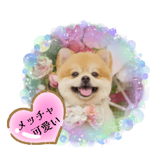 [LINEスタンプ] ポメラニアンうーちゃん♡おまけ付スタンプの画像（メイン）