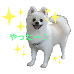 [LINEスタンプ] ちょっと大きいポメ・マシュー