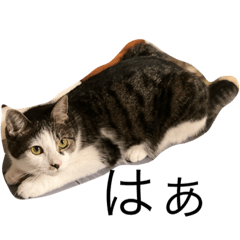 [LINEスタンプ] とら(猫)の写真スタンプ