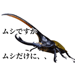 [LINEスタンプ] カブトムシと愉快な仲間たち