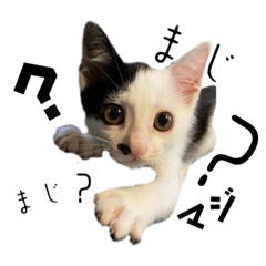 [LINEスタンプ] ファミリーで使いやすい ♪ 猫スタンプ