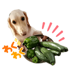 [LINEスタンプ] 我が家のソラちゃん④