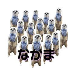 [LINEスタンプ] ミーアキャットのかわいいunoちゃんです！