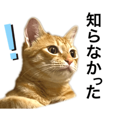 [LINEスタンプ] 茶トラ猫日常使い スタンプ初心者にも