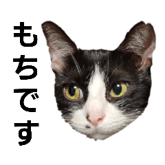 [LINEスタンプ] はじめまして、もちです