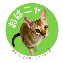 [LINEスタンプ] シンガプーラ猫のシンプルスタンプ