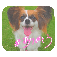 [LINEスタンプ] パピヨンすたんぷ4