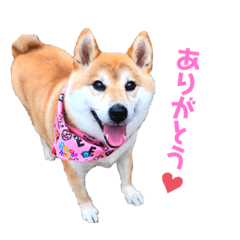 [LINEスタンプ] 柴犬こなつ冬