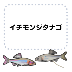 [LINEスタンプ] イチモンジタナゴ メッセージスタンプ