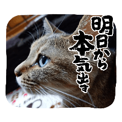[LINEスタンプ] ねこちゃんといっしょ