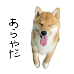 [LINEスタンプ] 子犬こむぎ vol.2