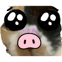 [LINEスタンプ] みけみけの日常