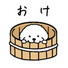 [LINEスタンプ] 白いもふもふトイプードルスタンプ 第3弾