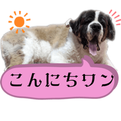 [LINEスタンプ] セントバーナード日常スタンプ24個⭐︎