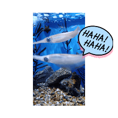 [LINEスタンプ] 友達・家族に送る水族館スタンプ