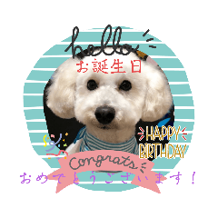 [LINEスタンプ] 白トイプーver.可愛い犬のスタンプ 敬語編