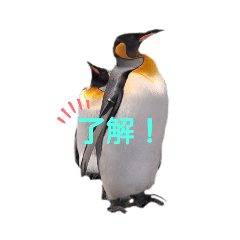 [LINEスタンプ] 訴えるペンギン（シンプル）