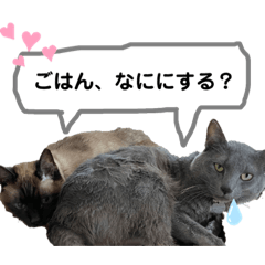 [LINEスタンプ] 我が家のヌッコ★くりかぼす