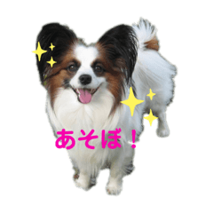 [LINEスタンプ] パピヨンのジェームズ