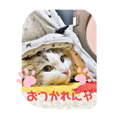 [LINEスタンプ] こうめさん！おつかれにゃコレクション