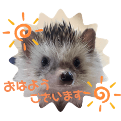 [LINEスタンプ] ハリネズミ はりおだす君