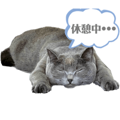 [LINEスタンプ] ぴっころのスタンプ3