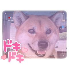 [LINEスタンプ] 柴犬ルリちゃん