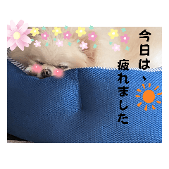 [LINEスタンプ] 毎日使える犬、スタンプ